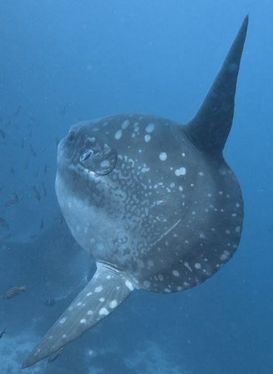Mola mola_02.jpg